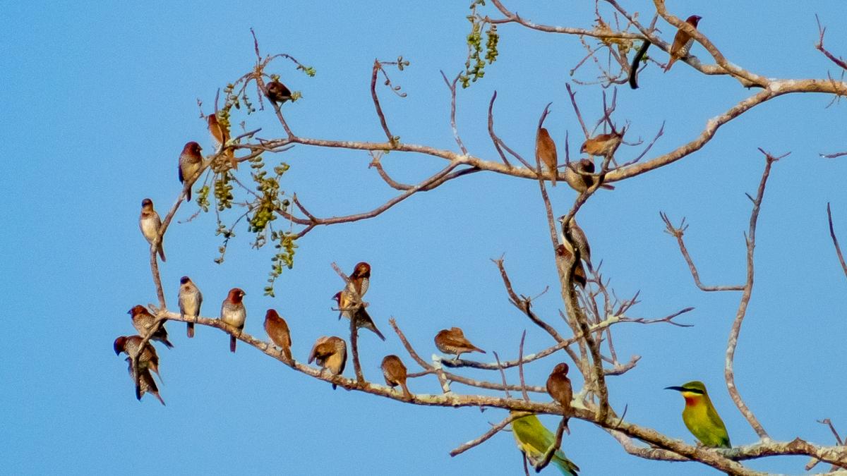 Kochi’s vibrant birding community shares its experiences and favourite avian hotspots